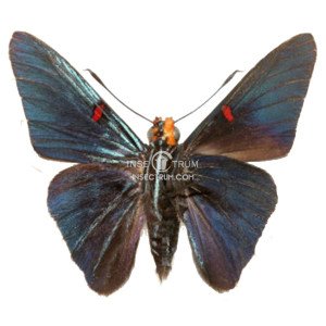 PHOCIDES POLYBIUS